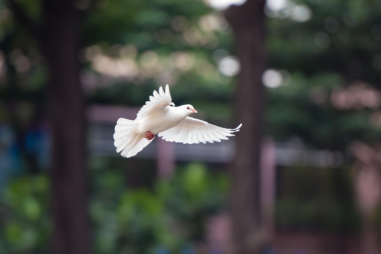 Is the Holy Spirit Feminine? A Biblical Perspective — image 3