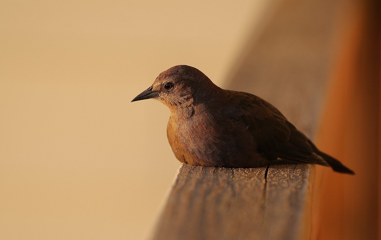 Who Was Mary Magdalene in the Bible? (Her True Role Explained) — image 2